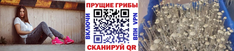 хочу   Гдов  Галлюциногенные грибы Psilocybe 